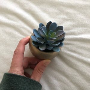 5/$25 - Fake Succulent
